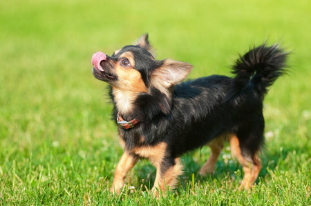 Fluffy chihuahua stand on the grass in parkの写真素材