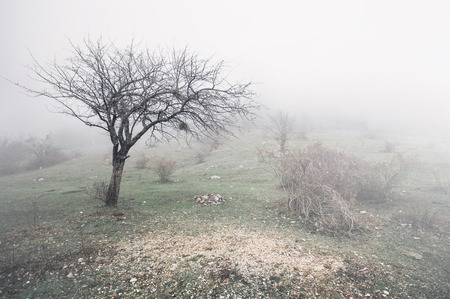 Fog on the fieldの写真素材