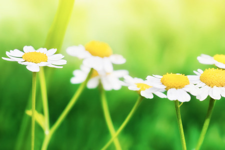 Flowers of camomileの写真素材
