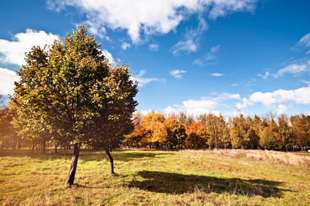 Autumn landscape with colorful maple treeの写真素材