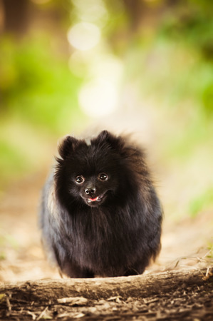 Black shpitz in summer parkの写真素材