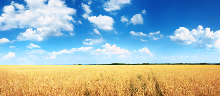Wheat field and blue sky with cloudsの写真素材