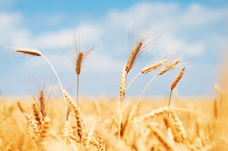 Wheat field and blue skyの写真素材