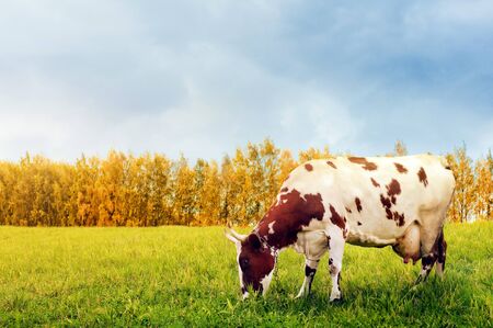 Grazing spotted cowの写真素材