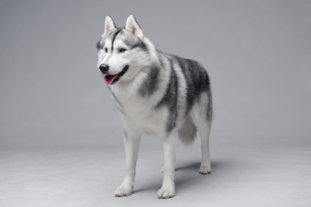 Portrait of siberian husky on gray backgroundの写真素材