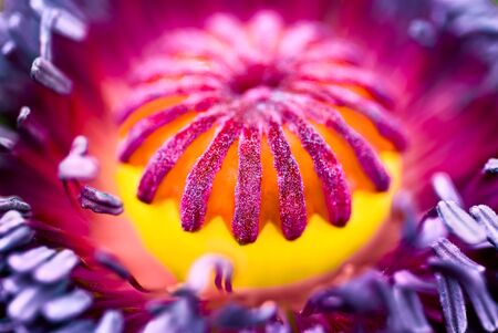 Colorful poppy box closeupの写真素材