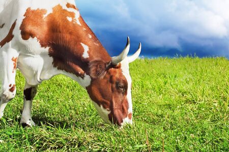 Grazing spotted cowの写真素材