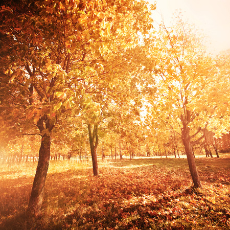 Autumn landscape with colorful maple treeの写真素材