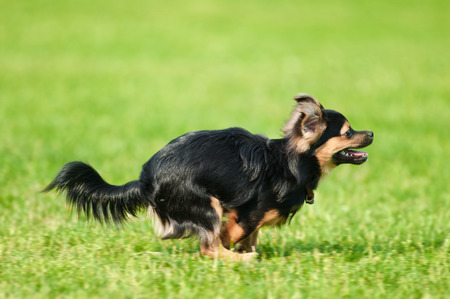 Fluffy chihuahua run on the grass in parkの写真素材