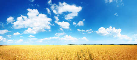 Wheat field and blue sky with cloudsの写真素材