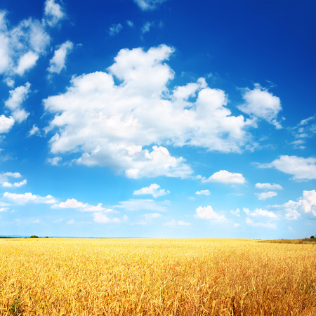 Wheat field and blue sky with cloudsの写真素材
