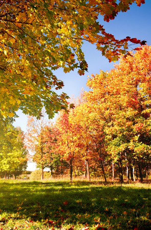 Autumn landscape with colorful maple treeの写真素材