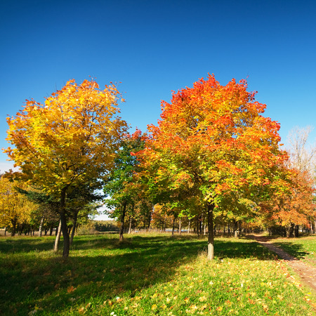 autumn landscapeの写真素材