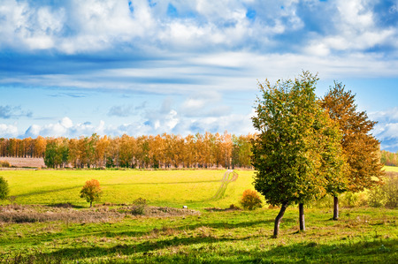 Autumn landscape with colorful maple treeの写真素材