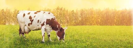 One cow grazing in green meadowの写真素材
