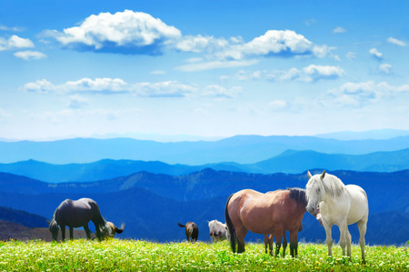Herd of wild horse grazing on mountain fields. Altai, Siberiaの写真素材