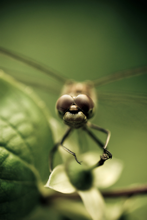Dragonfly on stemの写真素材