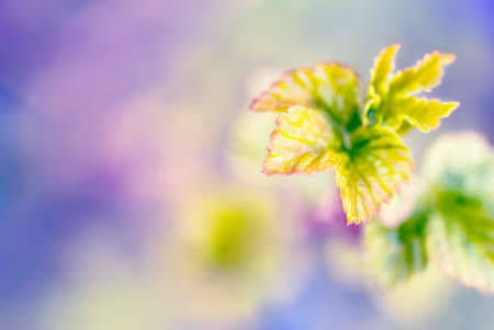 Black currant leaves close-upの写真素材