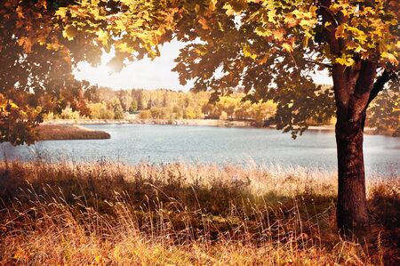 Autumn landscape with colorful maple treeの写真素材