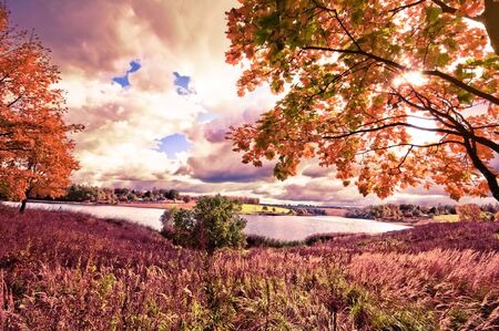 Autumn landscape with colorful maple treeの写真素材