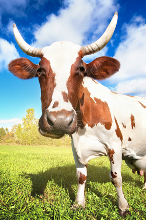 One cow graze on green meadowの写真素材