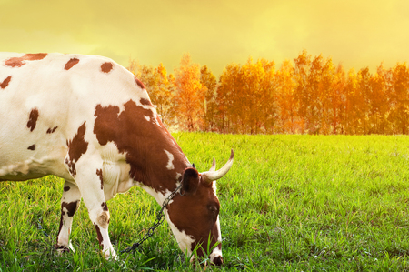 Grazing spotted cowの写真素材