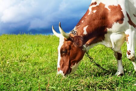 Grazing spotted cowの写真素材
