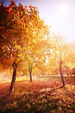Autumn at the morning parkの写真素材
