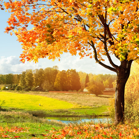 autumn landscape autumn landscape