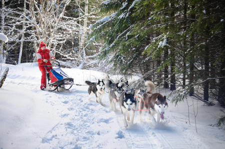 Woman musher hiding behind sleigh at sled dog race on snow in winterの写真素材