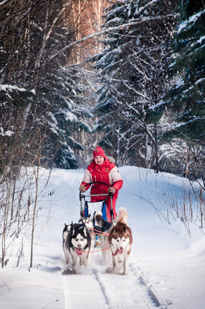 Woman musher hiding behind sleigh at sled dog race on snow in winterの写真素材