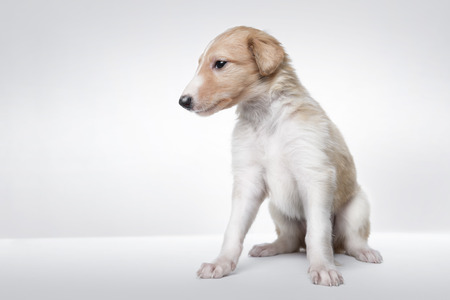 Portrait of cute little russian borzoi puppy isolated on white backgroundの写真素材