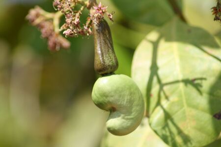 A forming Cashew Fruit with flowersの写真素材