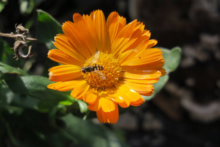 the beauty of nature in colorsの写真素材