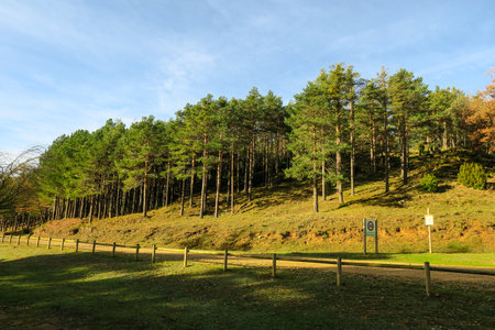 Pine tree forest with blue sky in autumn season at Doi Inthanon National Park, Chiang Mai, Thailandの写真素材
