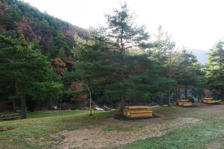 Pine trees and bench in a park in Seoul, South Koreaの写真素材