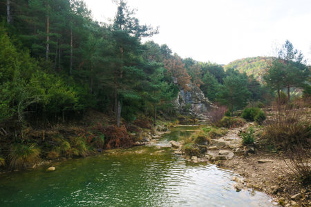 Beautiful landscape with river and pine trees in the forest, Turkeyの写真素材