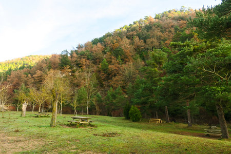Wooden bench in the autumn forest.の写真素材