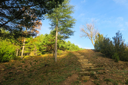 Stone steps leading up to the top of a hill in the forestの写真素材