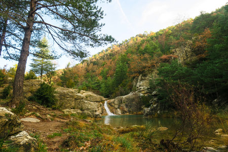 Autumn landscape with a mountain river and a pine forest in the backgroundの写真素材