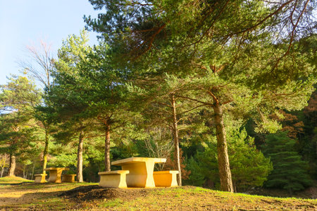 Pine trees and bench in the park at sunny day. Nature backgroundの写真素材