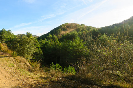 Landscape with green trees and road in the mountains under blue skyの写真素材