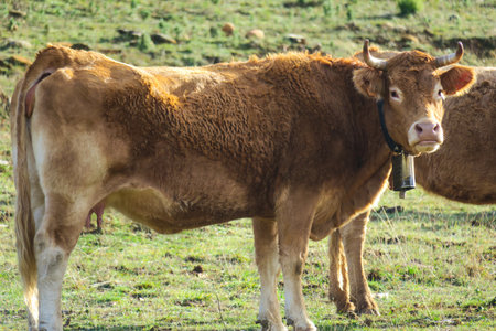 Brown cow on a green meadow in the Pyrenees.の写真素材