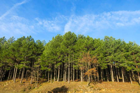 Pine trees on a hillside under a blue sky with cloudsの写真素材