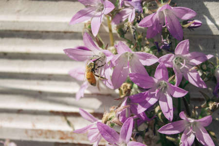 bee collecting pollen from flowersの写真素材