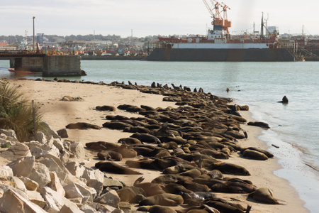 Sea lions resting at the coast inside the portの写真素材
