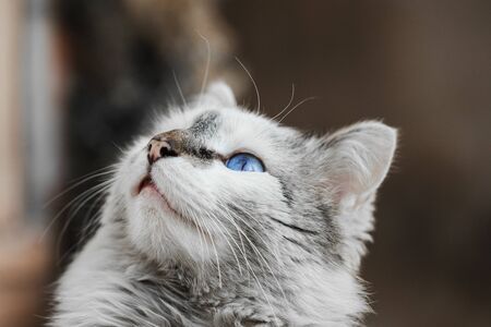 white and gray cat with dazzling and shining blue eyes