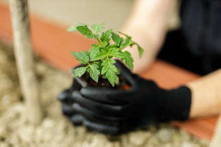 young female gardener planting tomato in the garden before rain with black gloveの写真素材