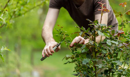 young male gardener working in the garden. Handsome gardener pruning little rose tree