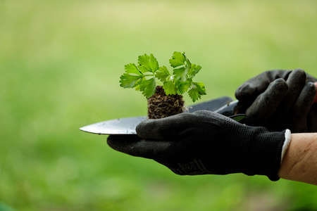 young female gardener planting tomato in the garden before rain with black gloveの写真素材